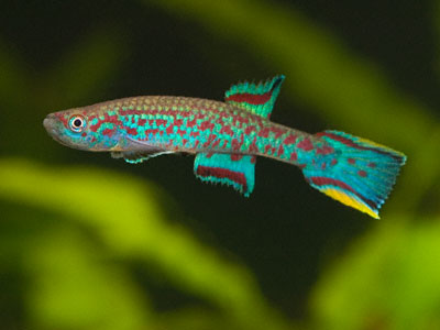 Scriptaphyosemion liberiense Scriptaphyosemion liberiense